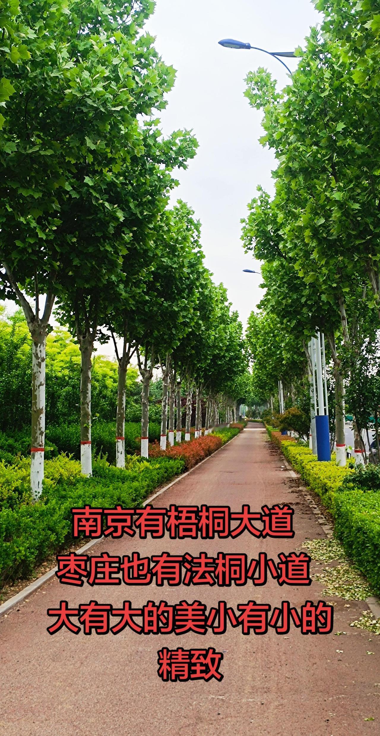 枣庄开发区的法桐小路林荫小道