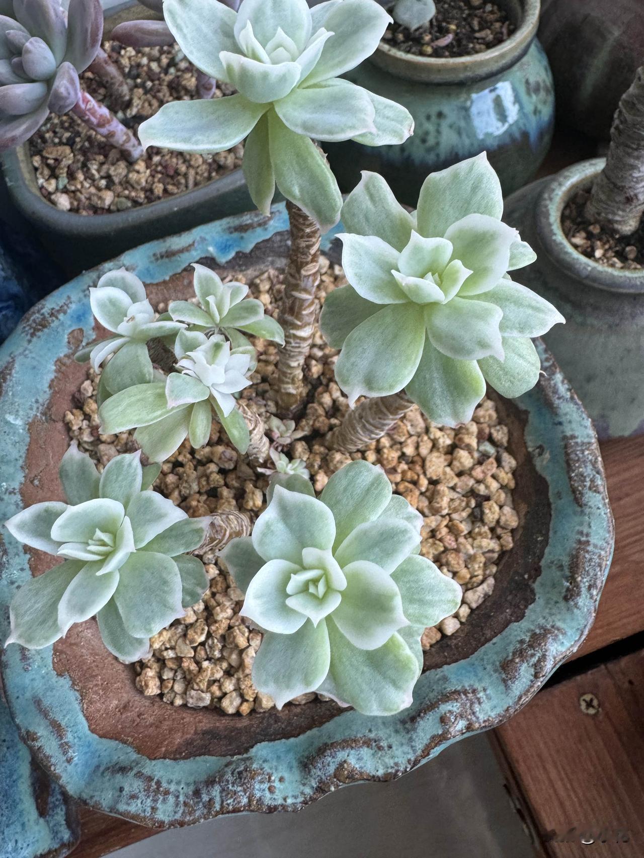 养多肉三年，我这盆柠檬玫瑰锦可太争气了！其中一个枝头爆出了多头，还疑似缀化，那形