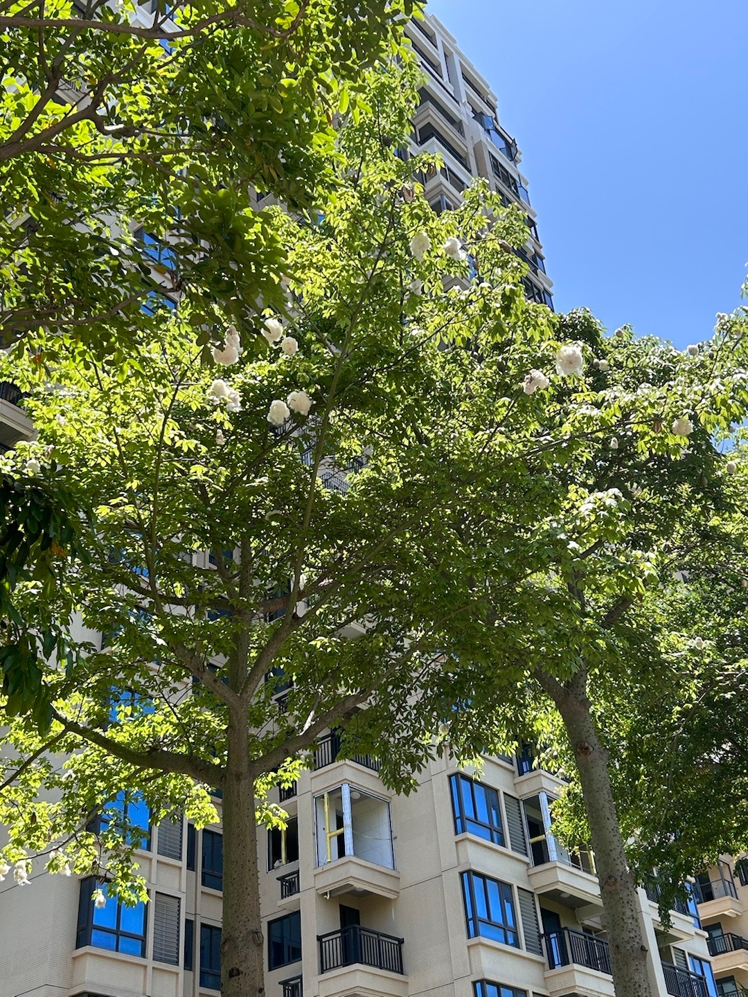 #厦门很多树上挂满了白球# 原来这就是木棉树啊，结果后会开出了漂亮的“棉花团”[