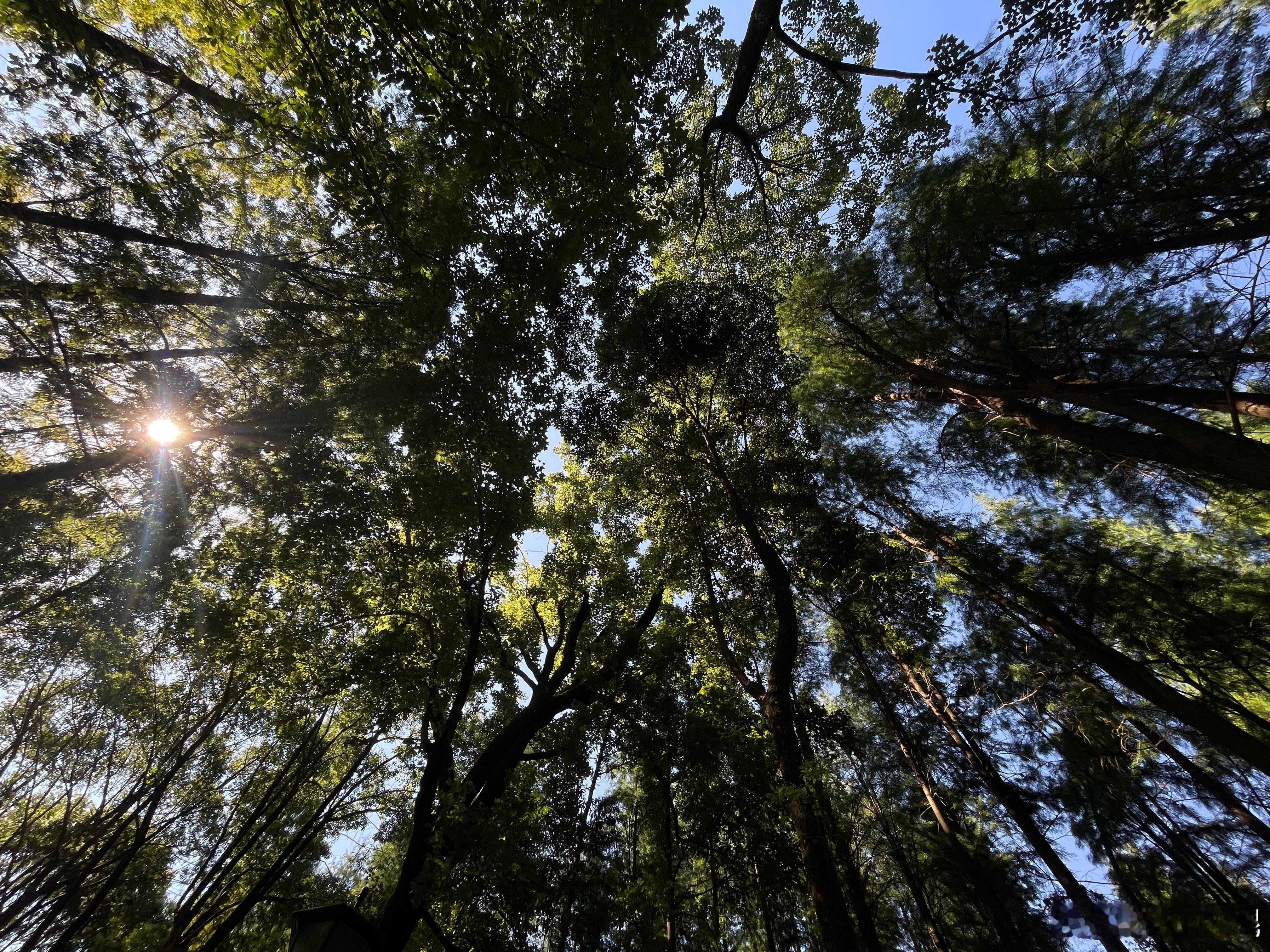 Please Picture me In the trees ​​​