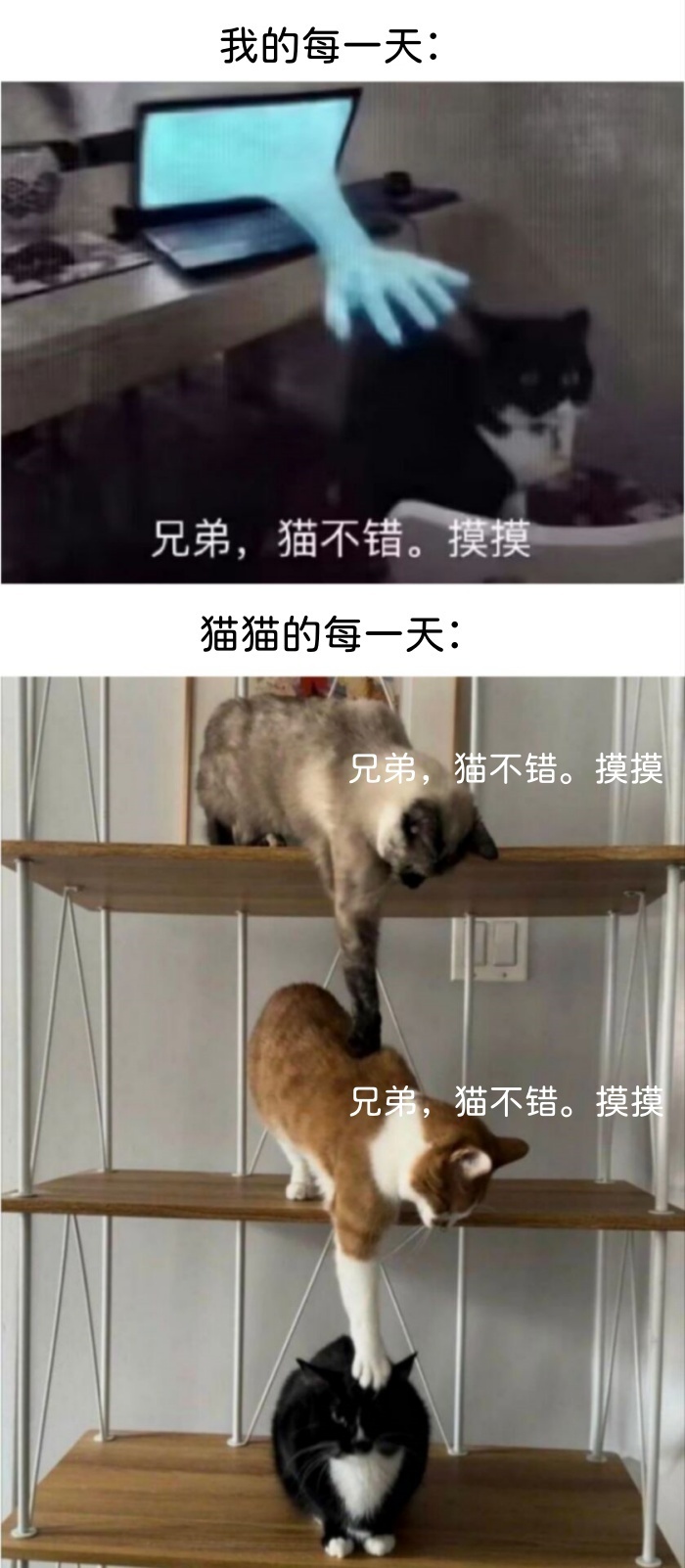 人吸猫猫吸猫吸猫： ​​​