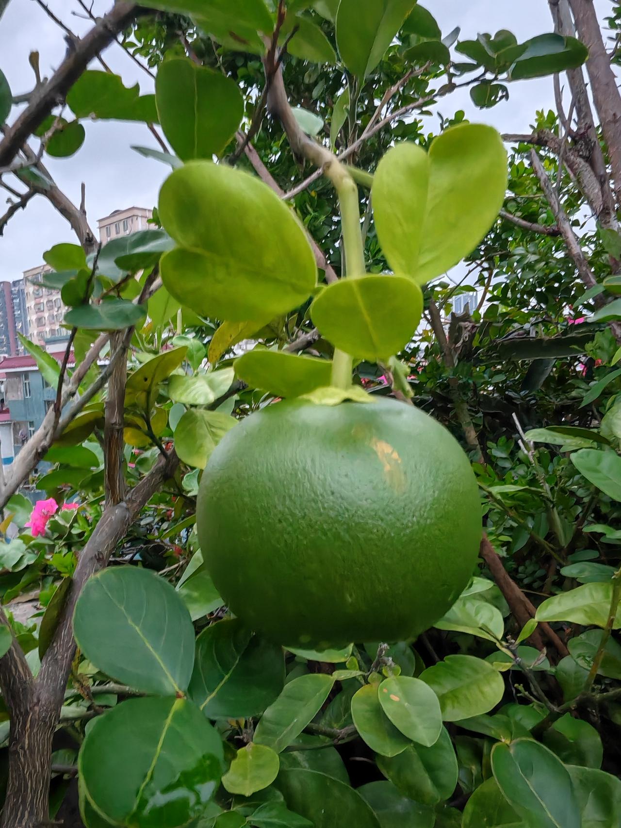 我种在楼顶花盆的这棵柚子树今年只结了一个柚子，年初开花时开了很多，以为今年会比去