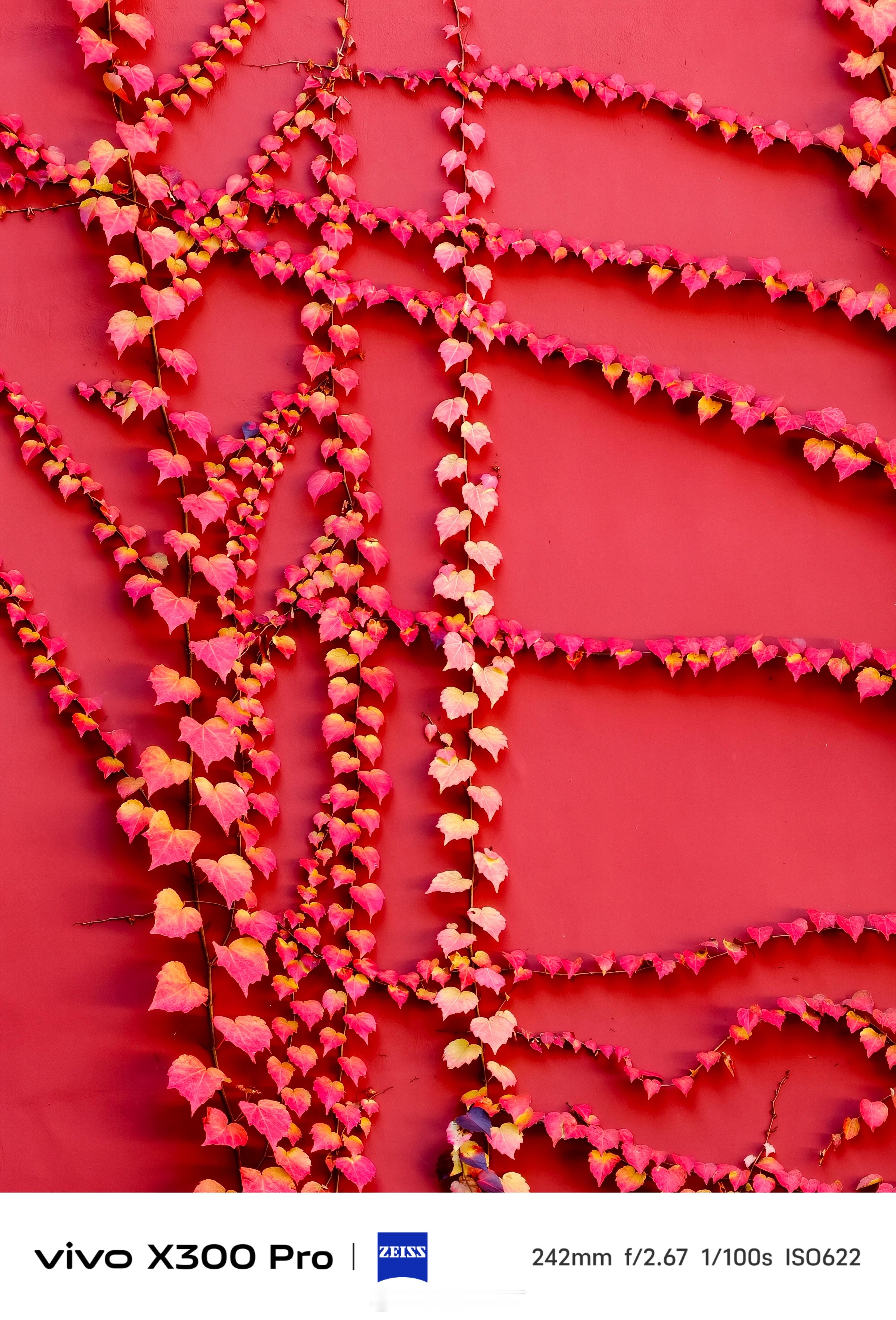 《故宫已是五彩斑斓》秋天，一定要去故宫看一看，十八槐的银杏、冰窖的柿子、寿康宫的