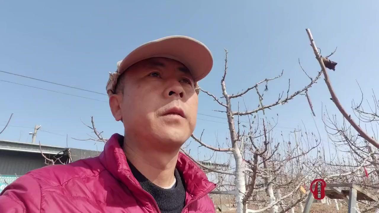 1️⃣幼树修剪：以培养树形为主，平衡树势，适度缓解竞争枝、直立枝，保持各级主枝的