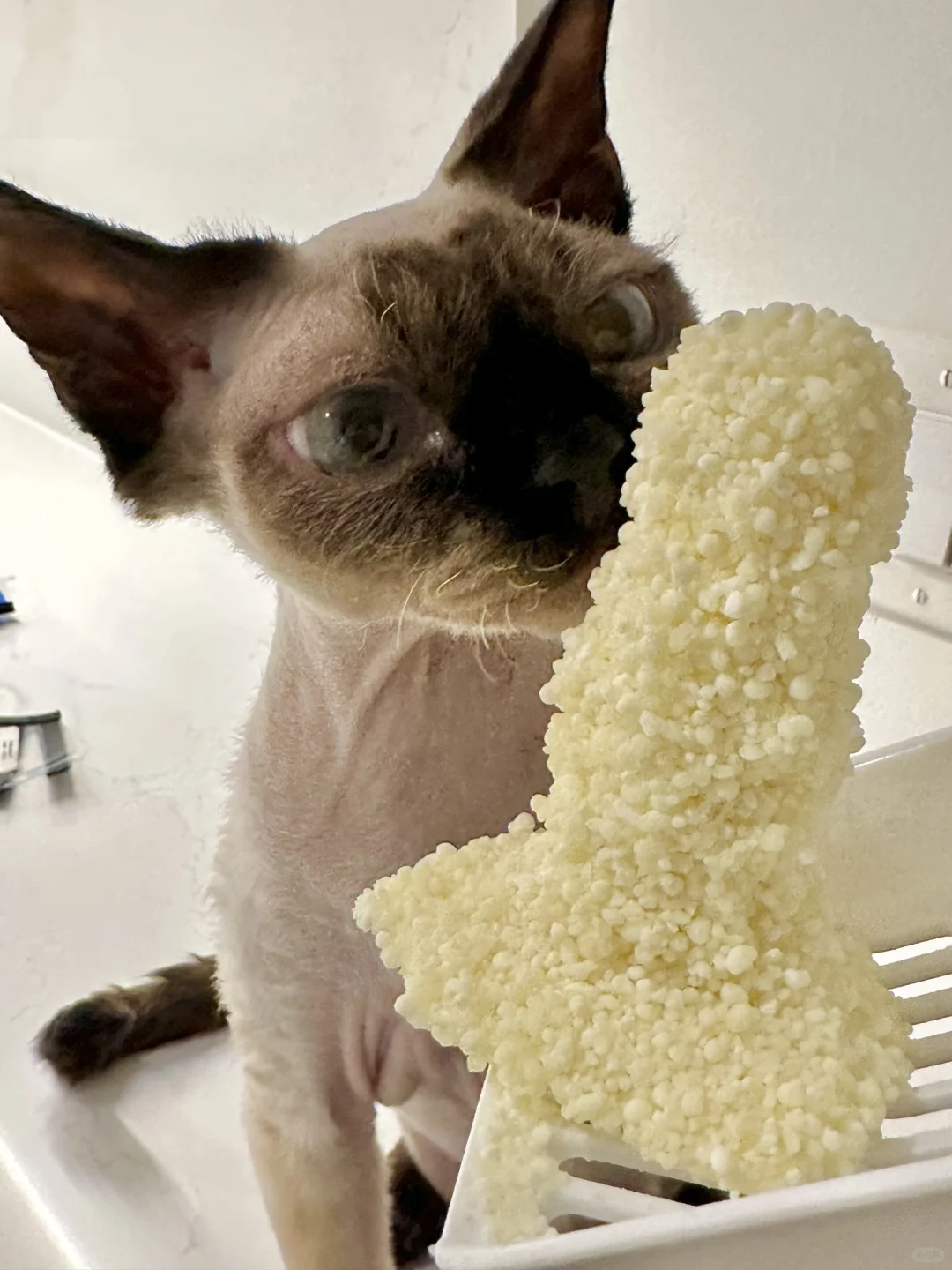 厚铺猫砂你会获得……