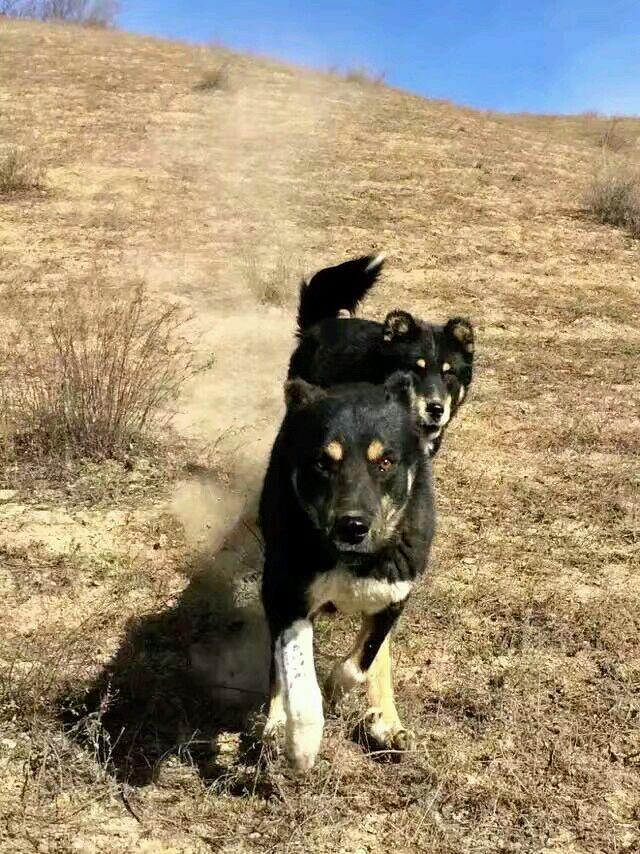 仔细看这两条狗的眼神，就知道这是真正的性情勇猛暴烈之犬。它们就是当年名气最大的陕