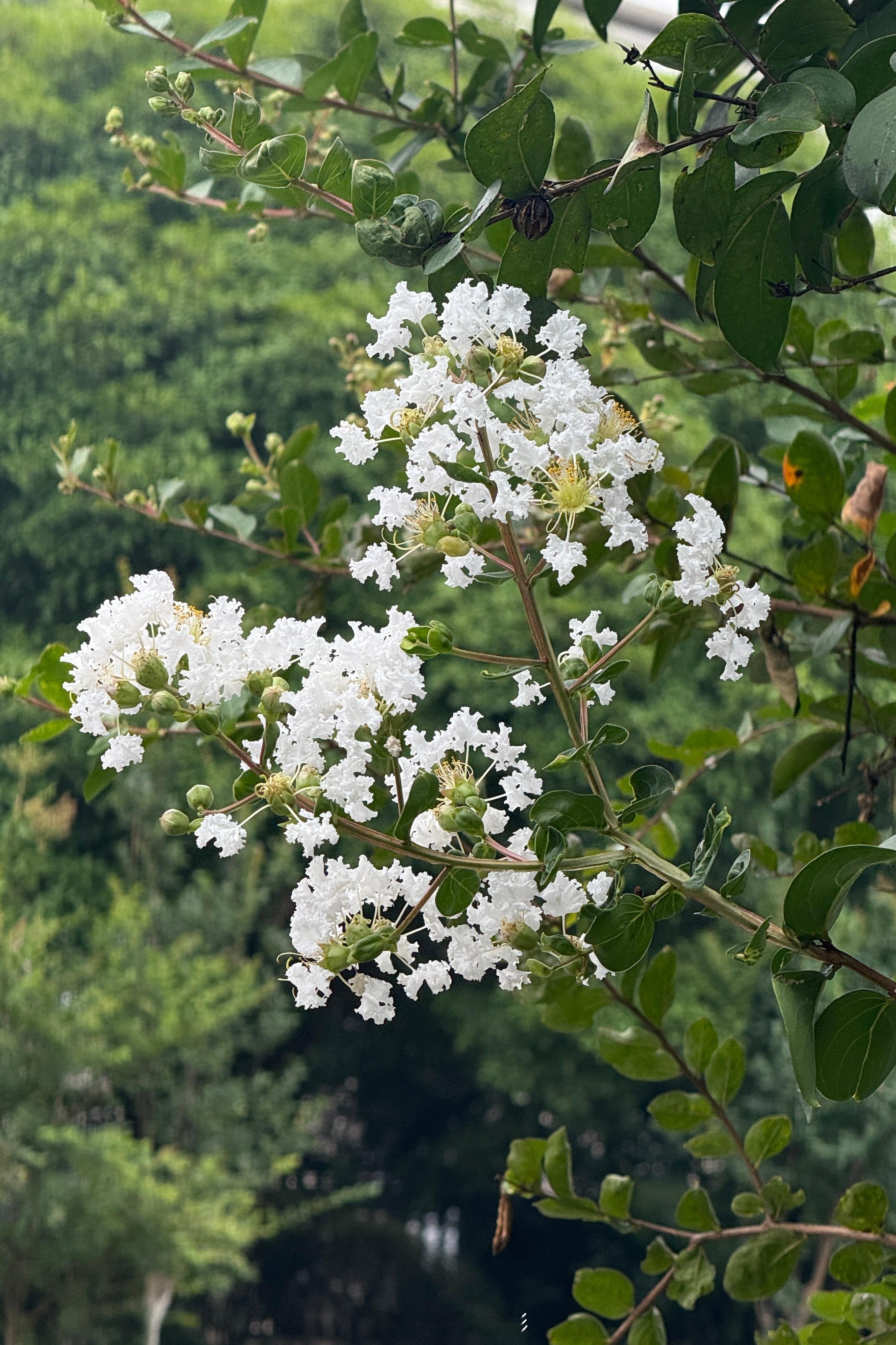 出去走了1.45公里，好热🥵 
