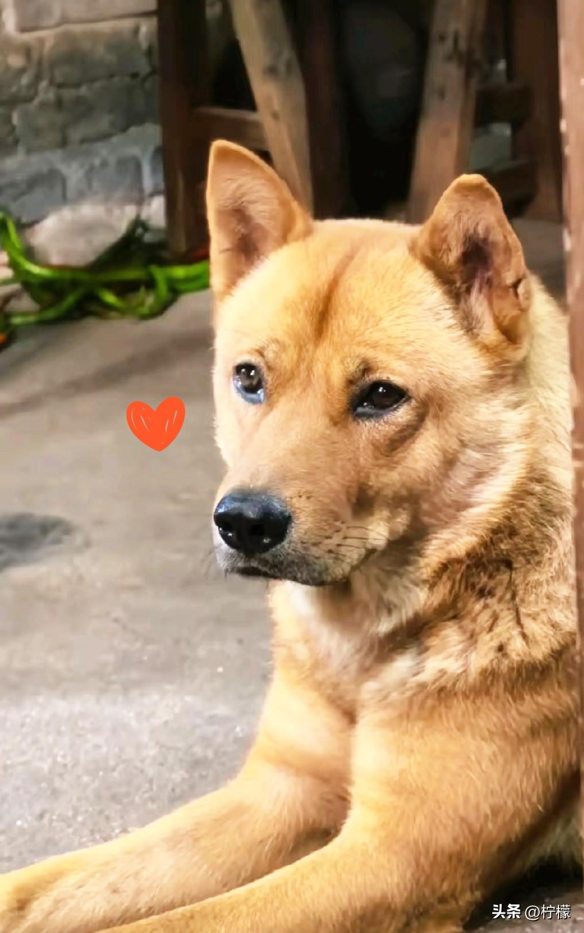 万物有灵，湖南，
一只小狗每天坐渡船送小主人上学，全程20里路，送到后，它自己又