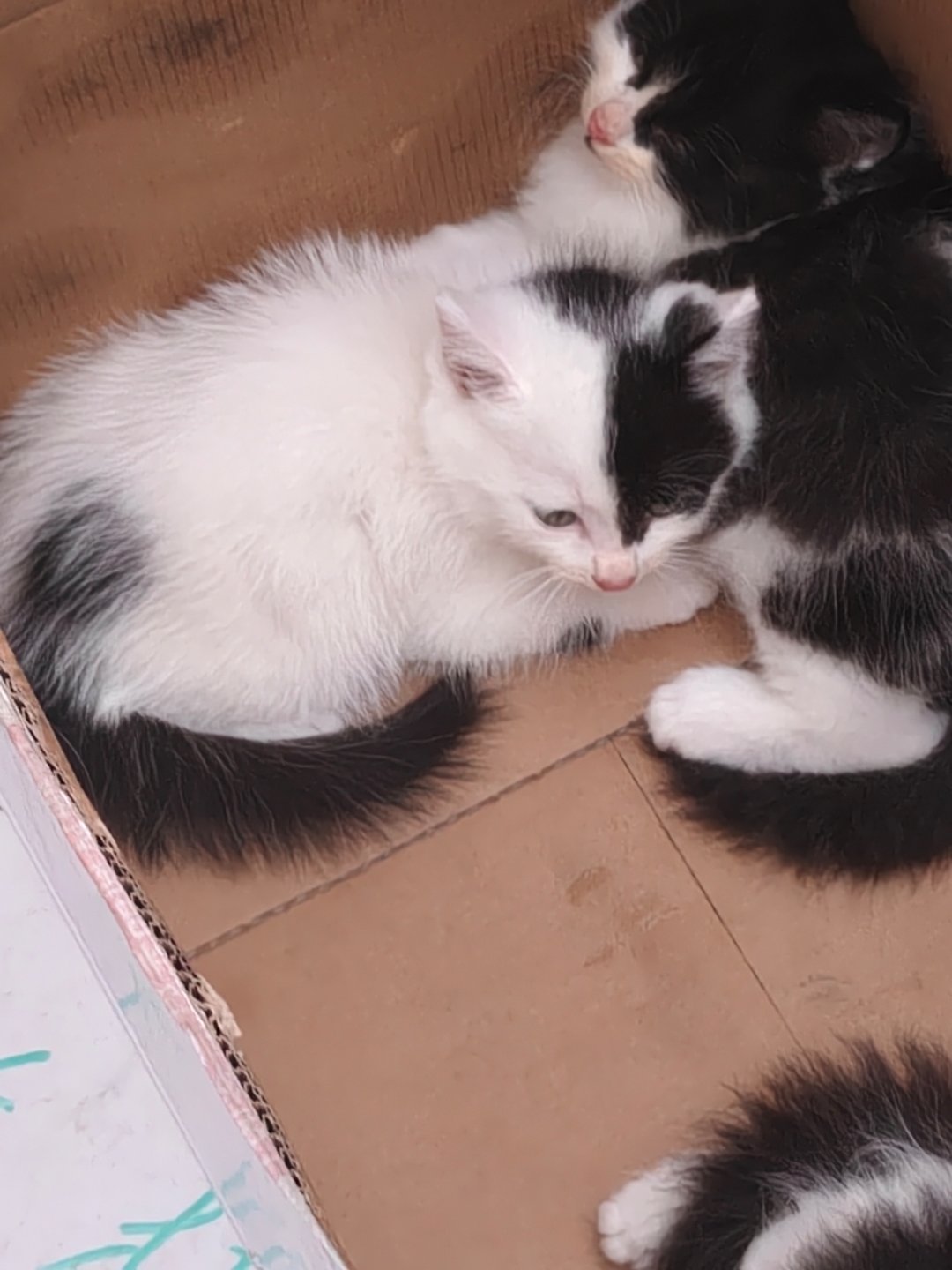 家楼下有人送猫天啊这小阴阳脸。。早三个月我就领走并取名小棋盒了，可惜早一步已经有
