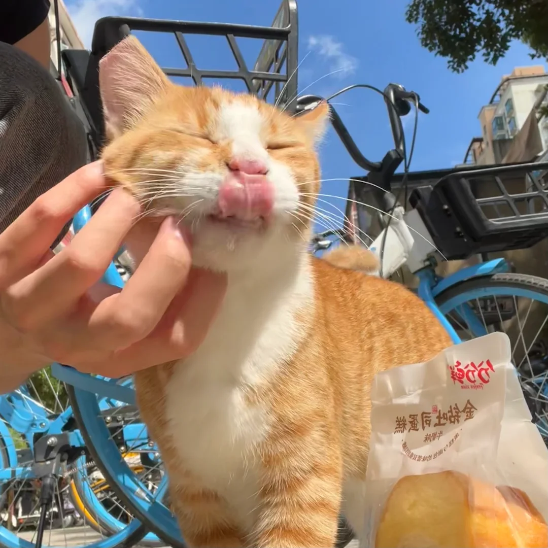 早八，但是摸到了此萌物