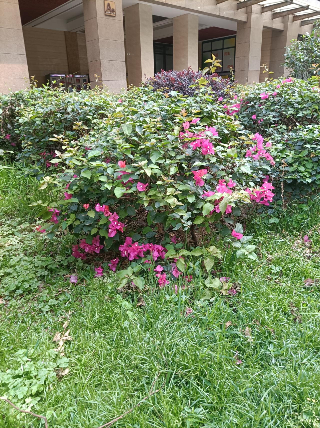 晒一晒相册里的花这几天深圳每天下雨，小区里更鲜艳了，小草也更加翠绿了！