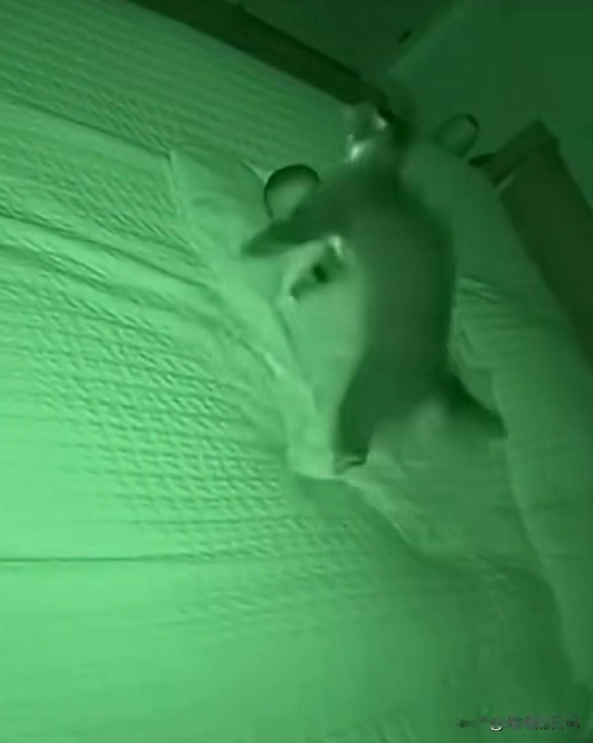 一个孩子和一只猫正在睡觉，突然，孩子惊恐的哭闹起来，猫这个时候非常警觉的站了起来