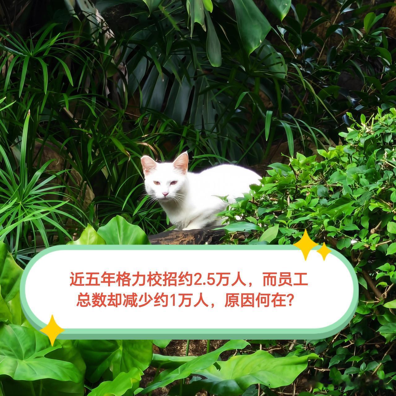董明珠的格力今年新招6514名大学生，此事再度登上热搜。虎哥在网上查询了近五年格