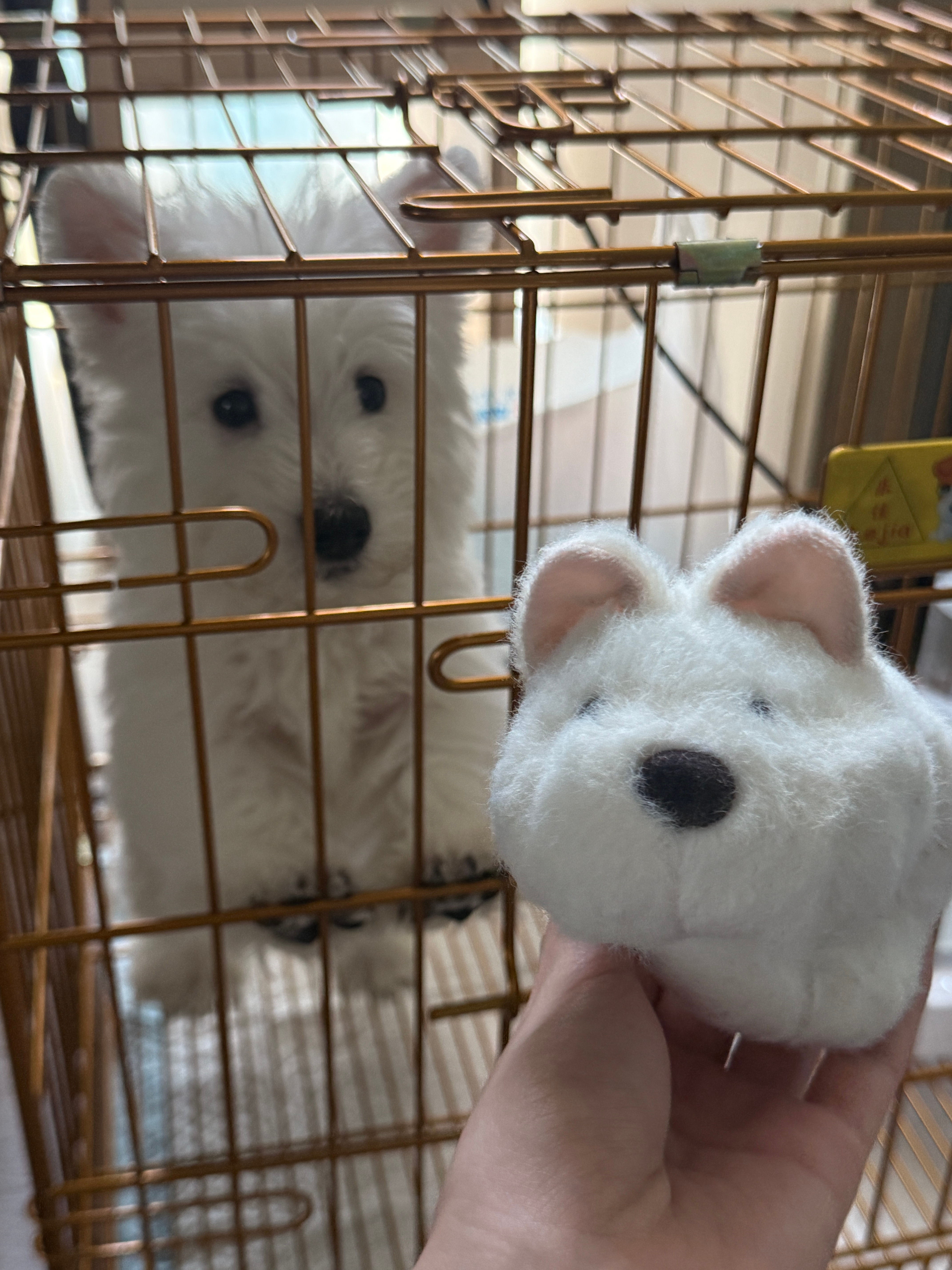 谁才是真正的玩具