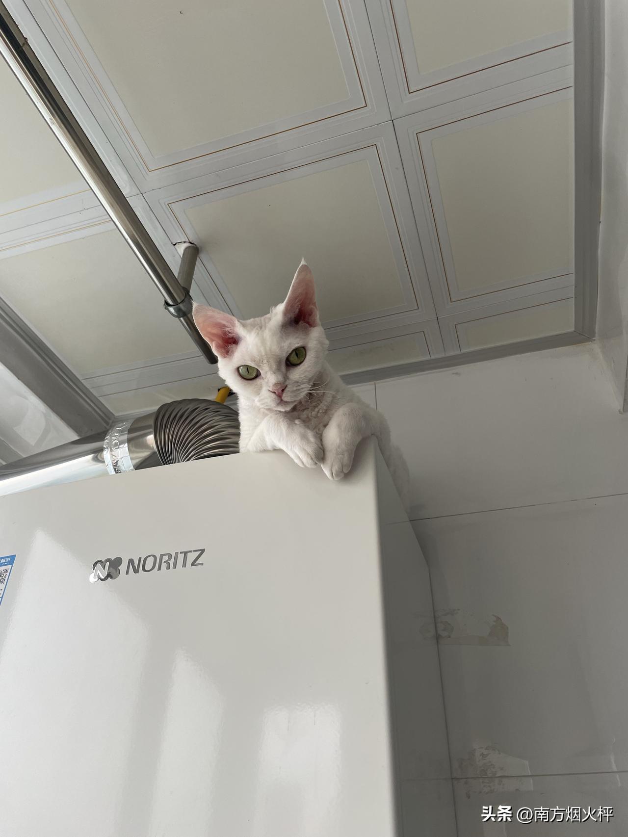 我家猫爬高上低跳得快，还居高临下看着我们。[捂脸]
