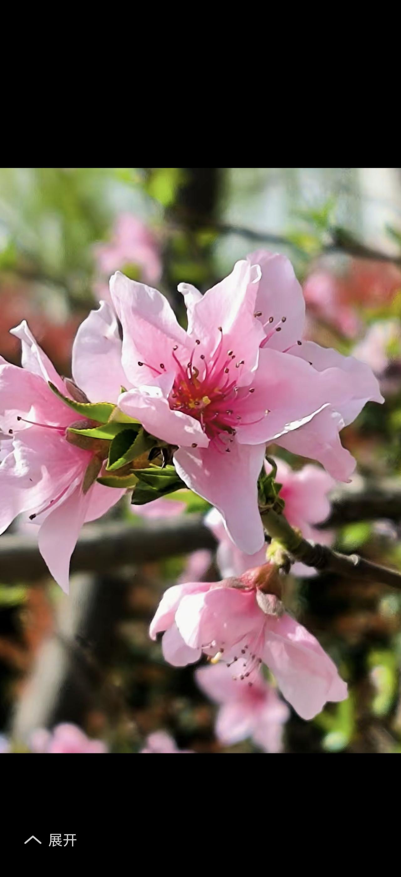 花开富贵，文定吉祥