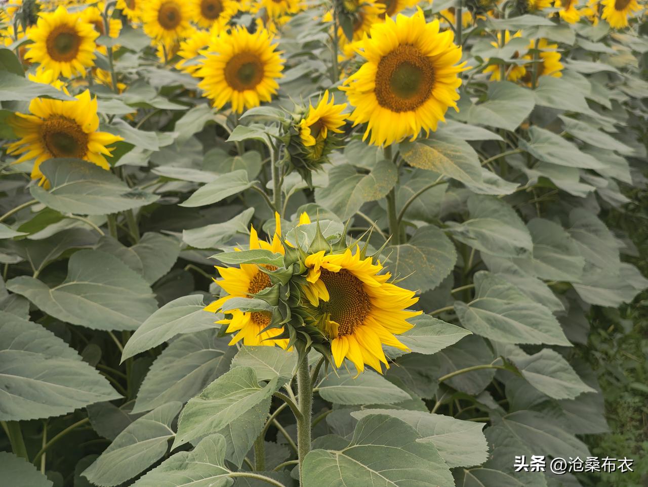 向日葵的微笑很灿灿，但向日葵开花季是有季节性的，网络上每天都有向日葵的视频，但有