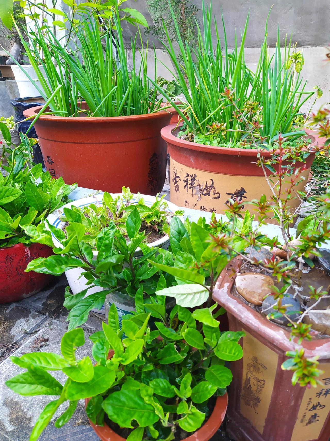 邻居在天台种葱，种得还非常成功！
上一次天台就能积累很多素材。昨矢下班去天台，一