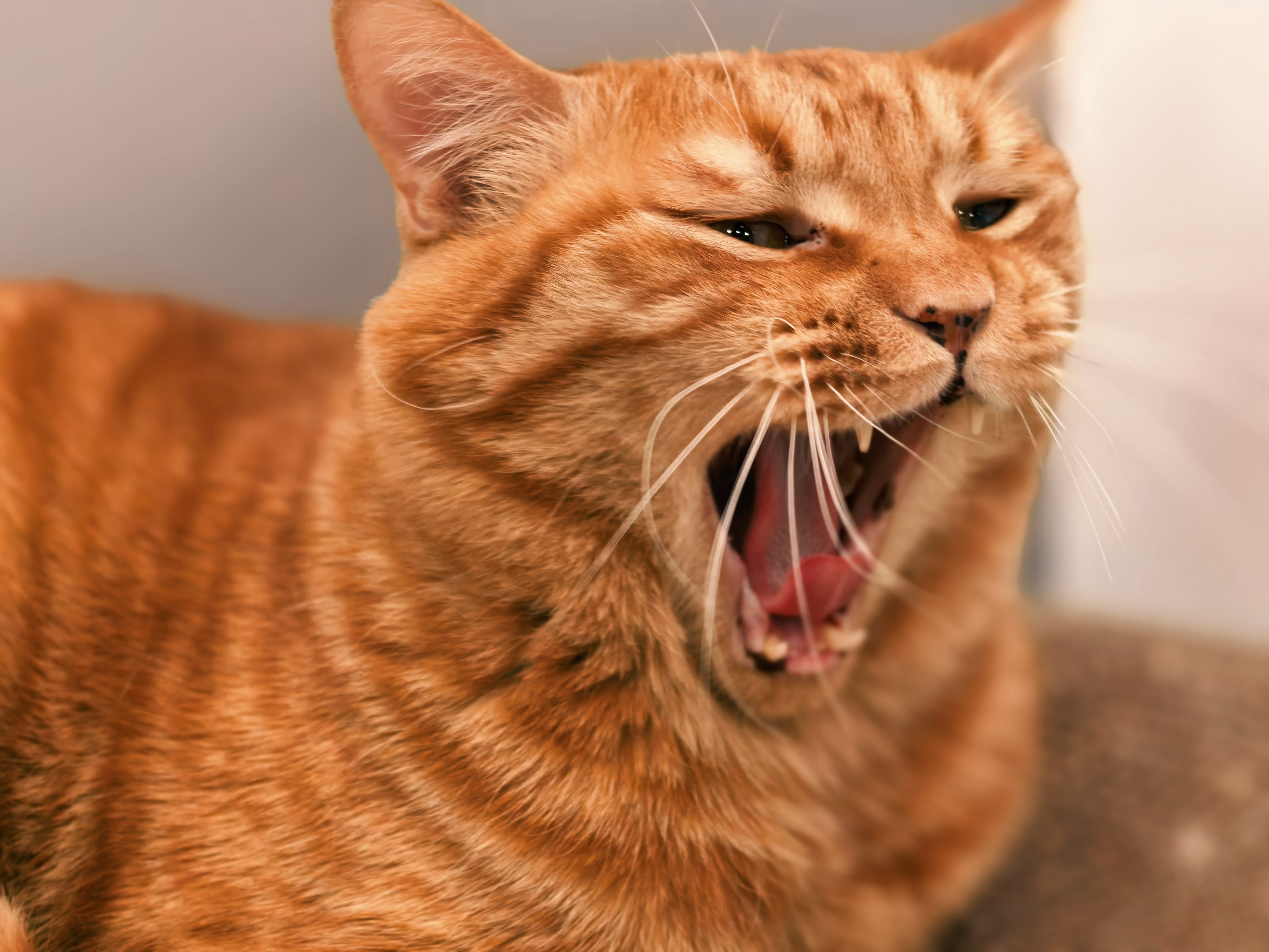 早～ 被大橘叫醒，阴雨天气太适合在家睡大觉了，没办法起床干活，都开始搬砖了吗！ 