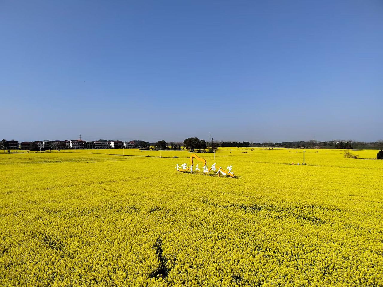 现在，金灿灿的江西土地上满是春天的气息。
