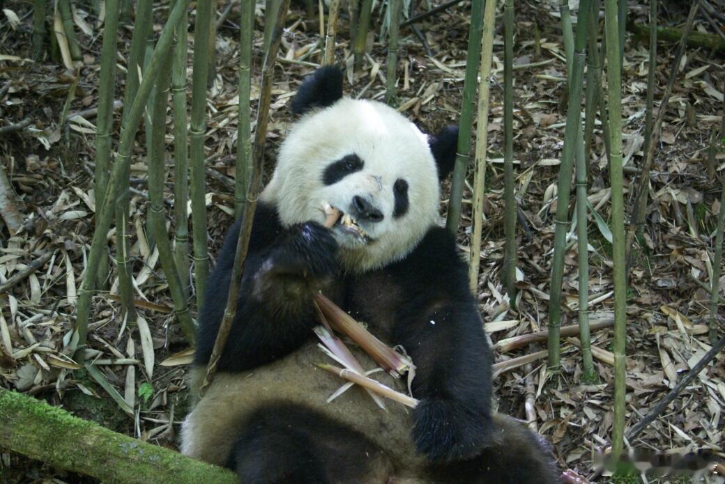一猫熊老戏骨的演员生活！！！   熊熊：笋笋果果安排上~什么都可以给你演……熊猫