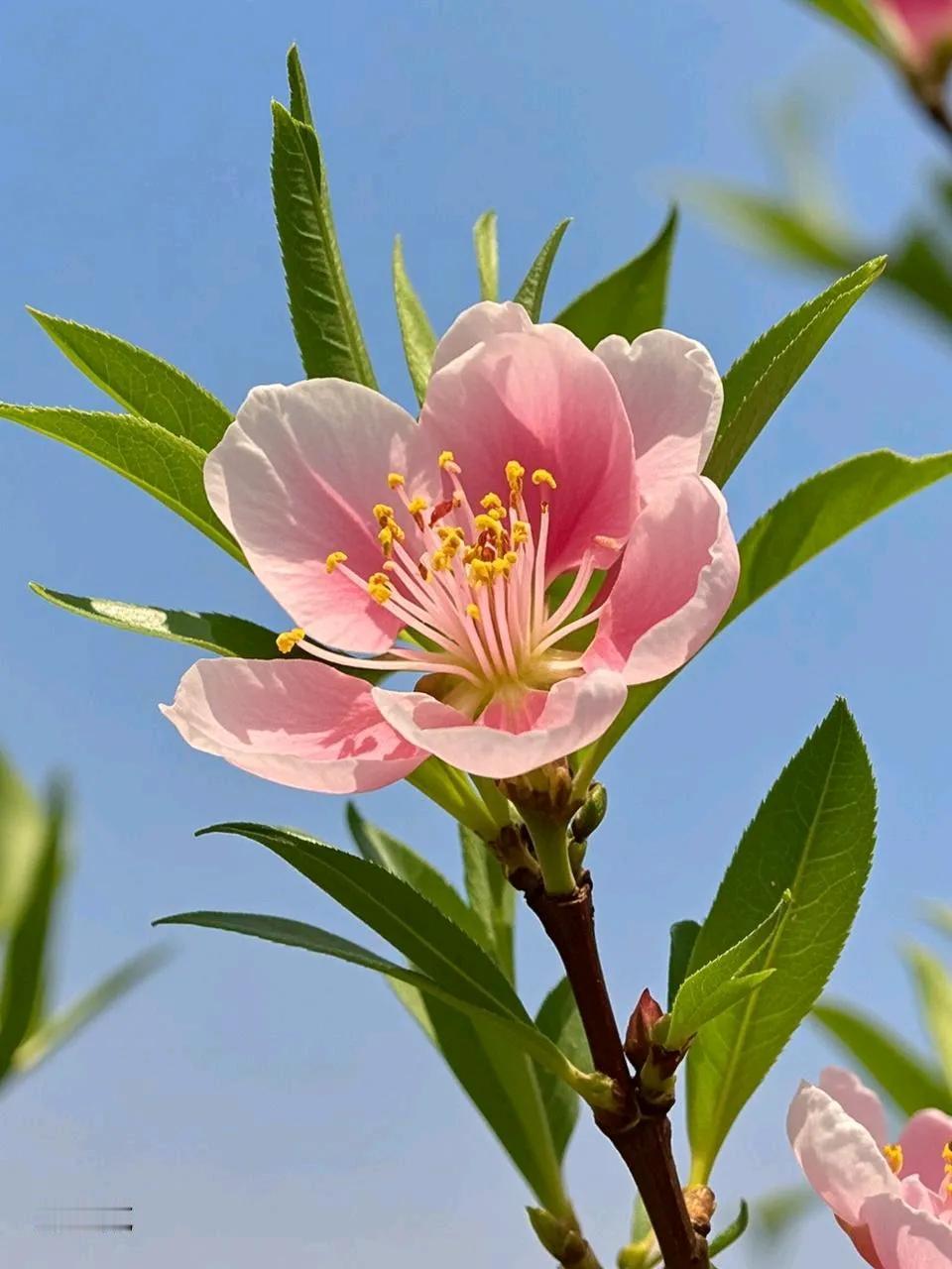 《缘》
花落谁家君莫猜，
春风几度晓莺来。
情真何惧天涯远，
香花自有蜂蝶采。