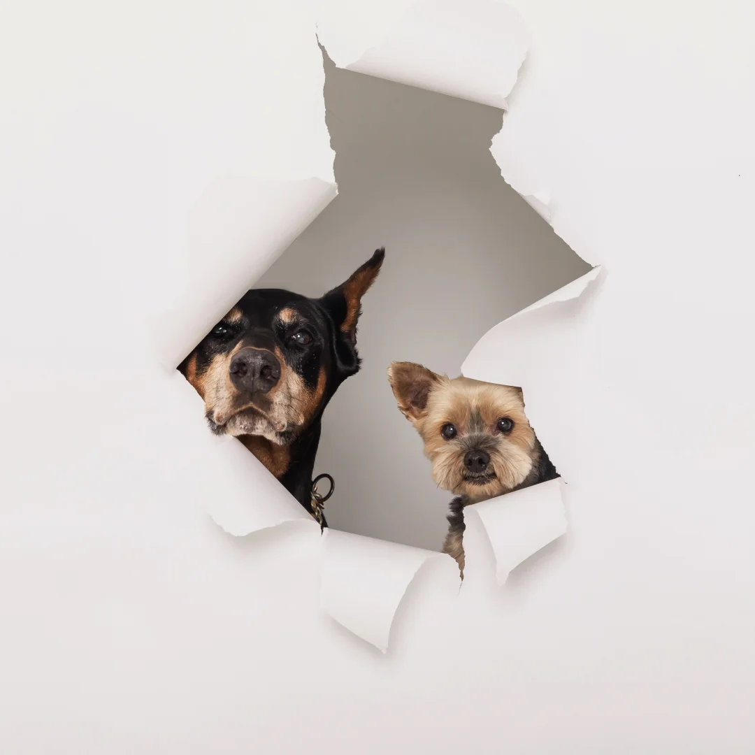 哪只小狗还没拍过这组照片？！还不快跟上！