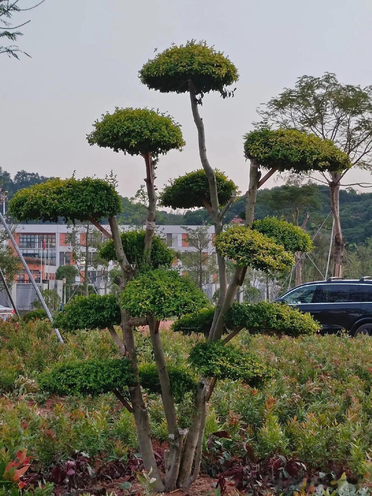 春日漫游指南｜官坦村口袋公园の治愈系路线

🌿发现一条藏在老城区的宝藏小道！春