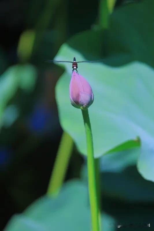 上联：庭前老柳同听雨；杜小闲邀对，屋后小荷共舞风！[微风]