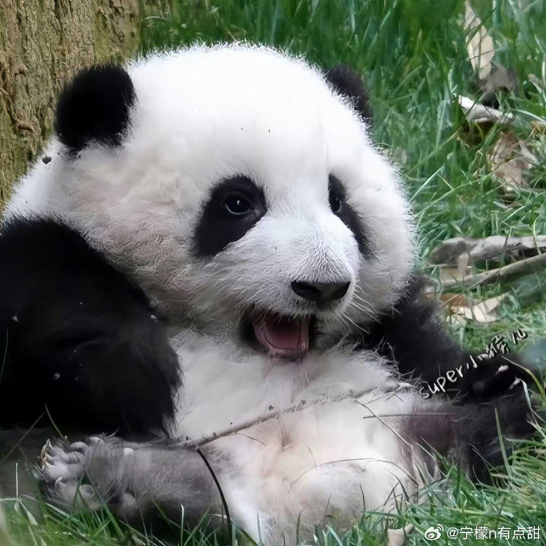 森林驿站[超话] 🌲森林驿站 🌲呼吸森林之息，沐浴阳光之恩在森系的世界里，我