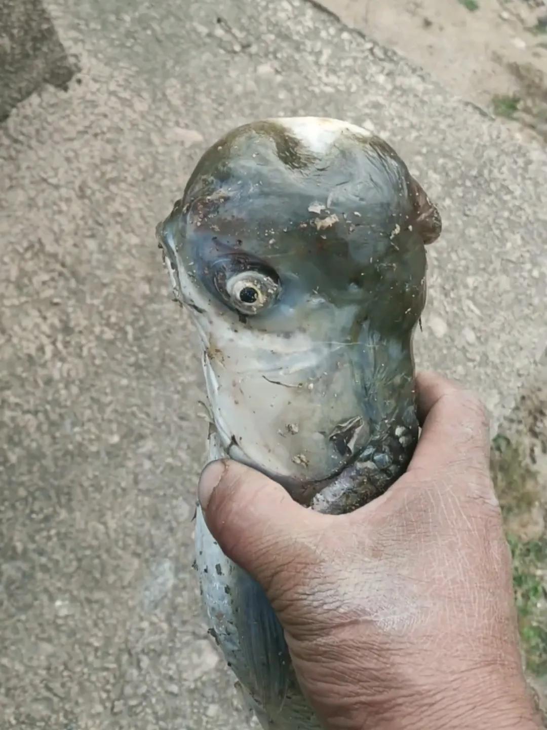 这不是寿星鱼吗？