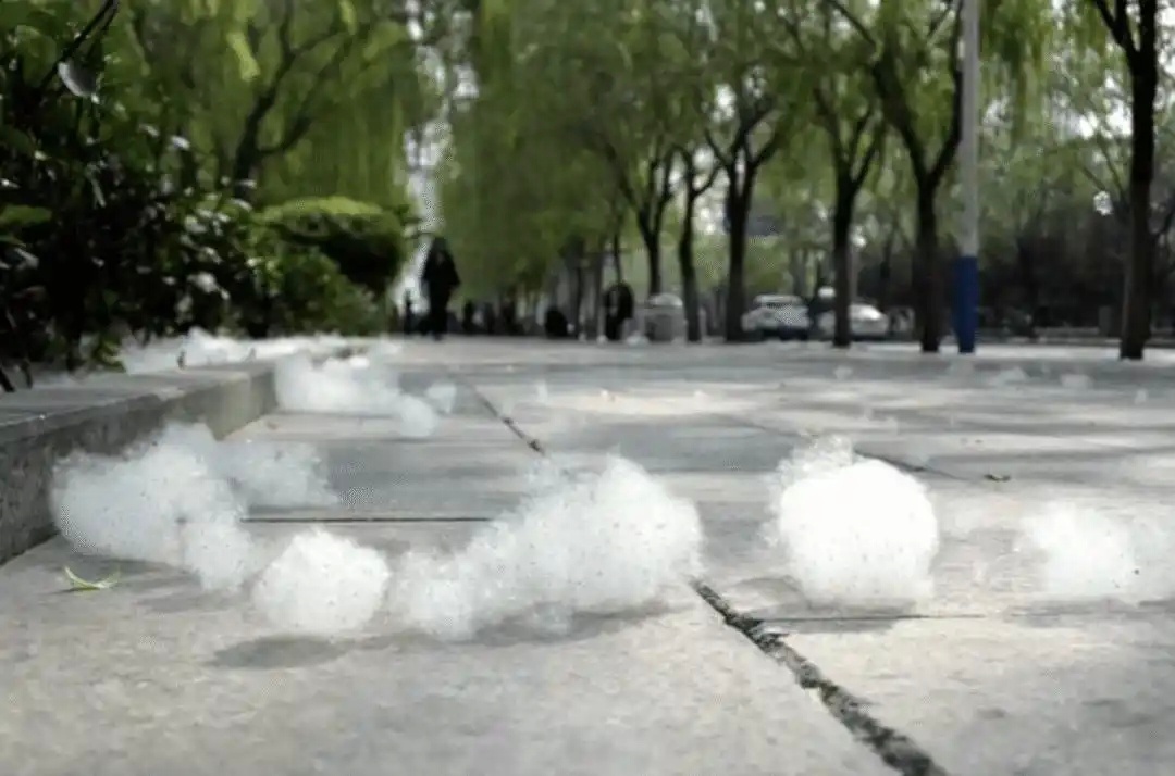 随着天气回暖，这几天又是“飞絮季”，鼻炎、过敏人群深受困扰。杨树和柳树都是雌雄异