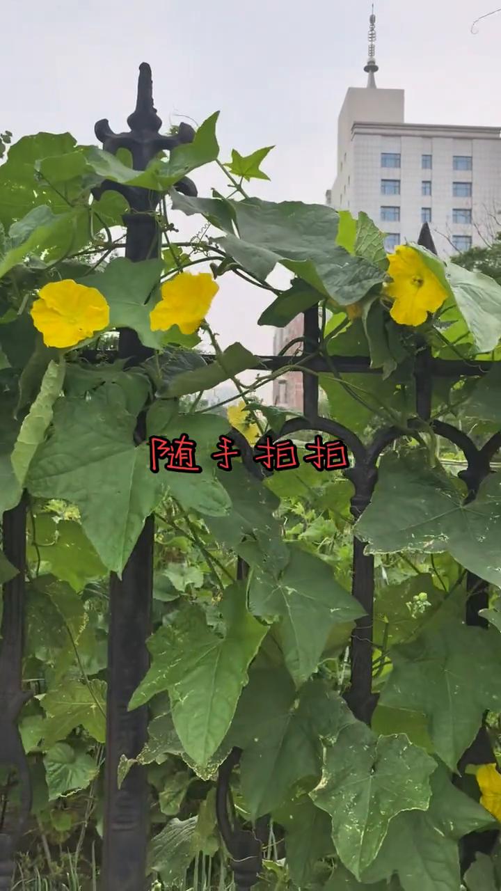 随手拍拍。
今天是七月九日星期四，早安。慢品寻常烟火味，闲观岁月晚来风。人生最好