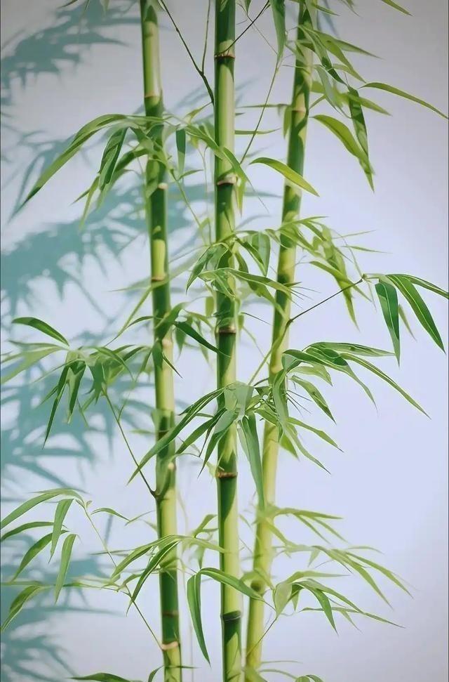 为何 美国 禁止种竹子，中国反而大量种植？开玩笑的说，因为美国没大熊猫，不需要竹