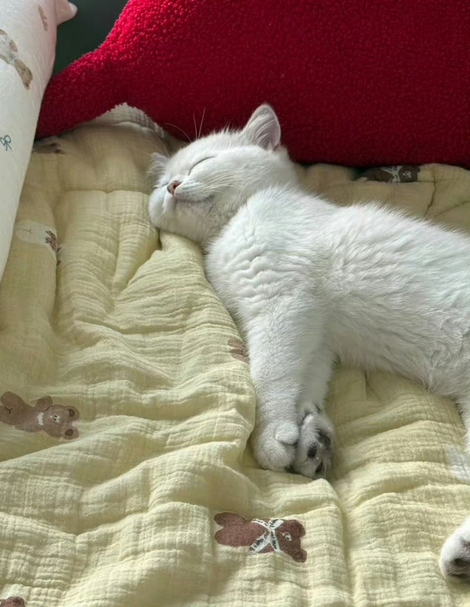 原则上猫咪是不能上床的