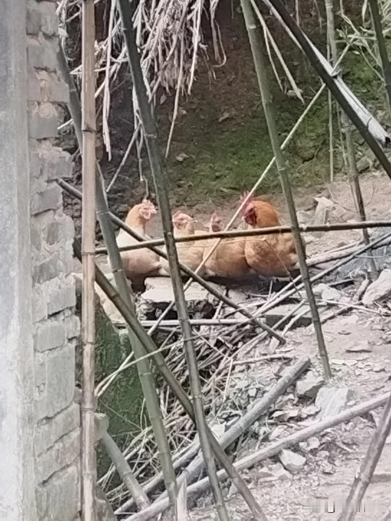 如今的山区农村：今天回老家了。
草丛里，公鸡在觅食，小蜜蜂大冷天还在采蜜，小奶狗