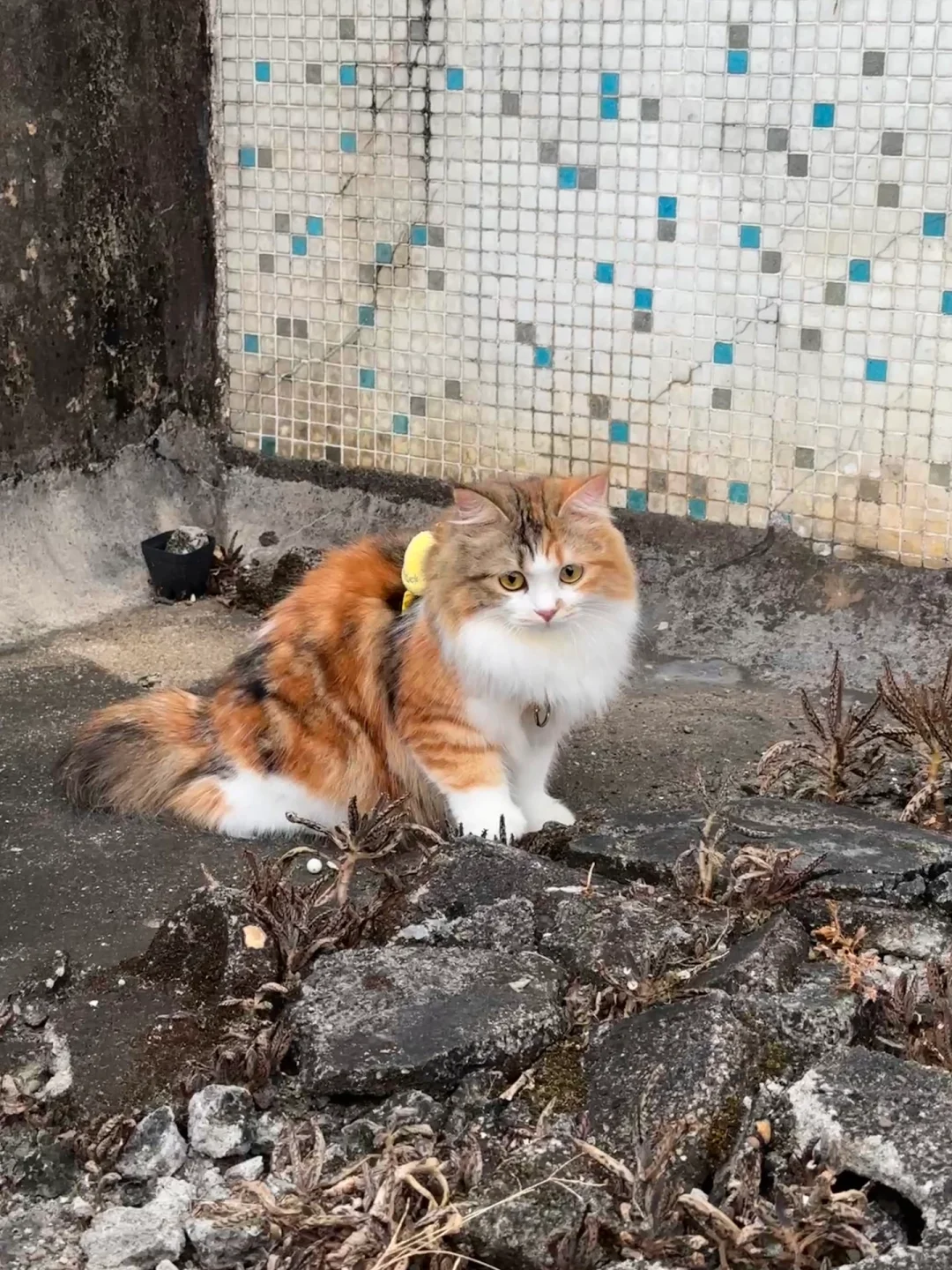 带孩子出门又被说是三花小土猫了