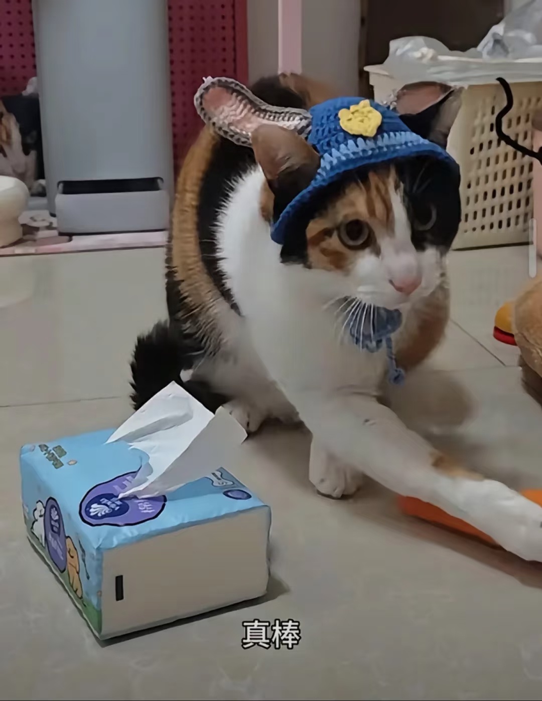 当胡萝卜纸巾升级为人类级难度一猫萝卜纸巾，万物生。还可以有新年版，认一排一年都没