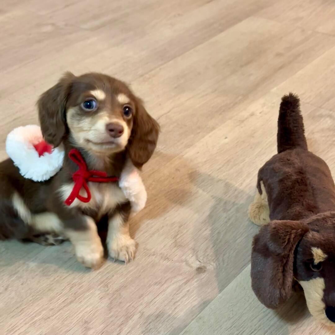 小狗：这是我的圣诞新衣，好看不 