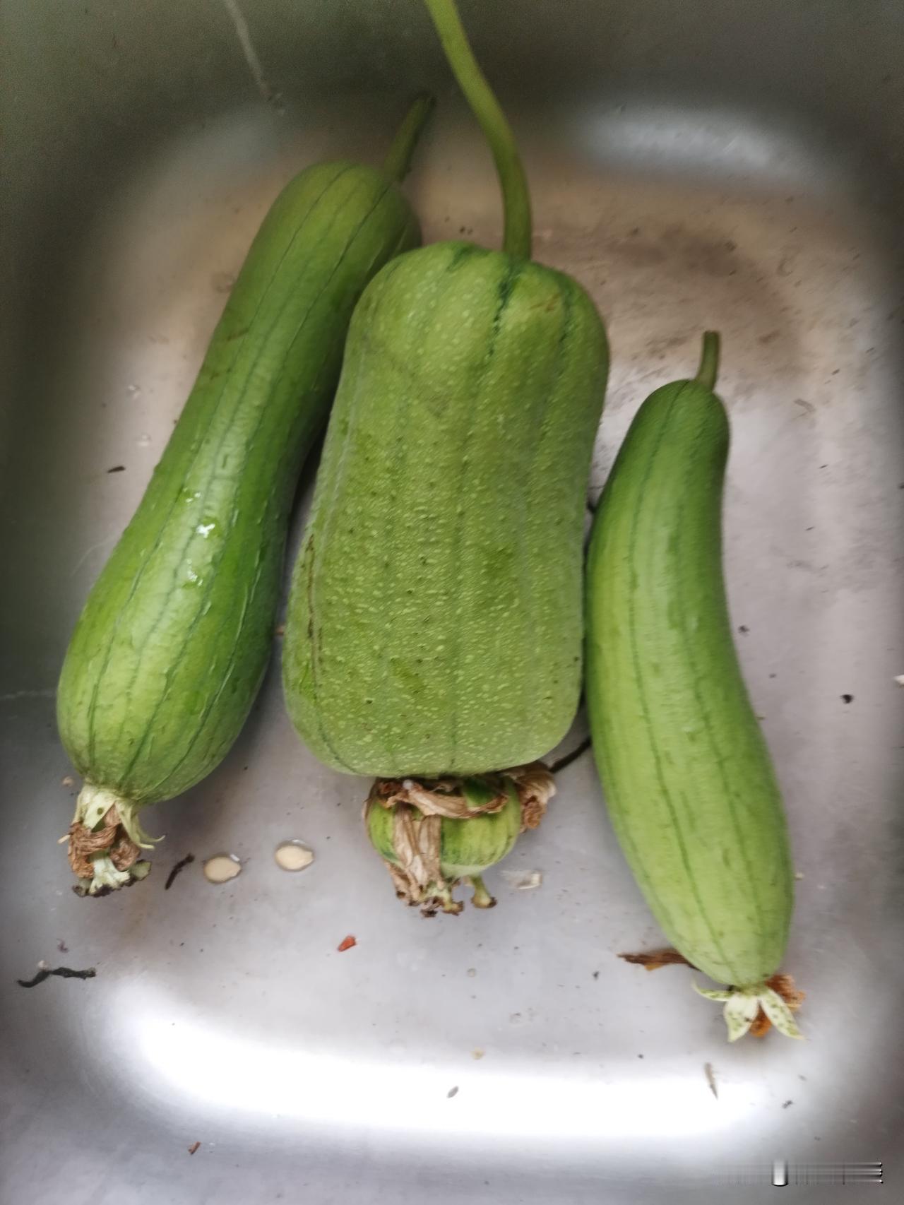  老家老话：一年犯秋，十年无收！今早摘丝瓜，吓我一跳

我忘记今天立秋了，一大早