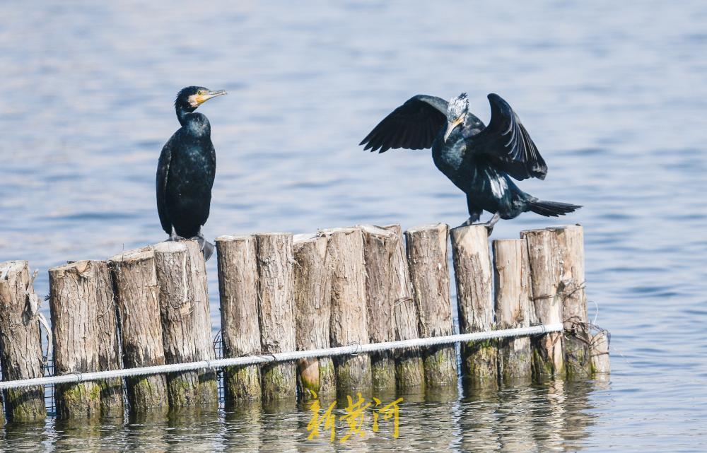 2月3日，济南大明湖西南水域呈现出一幅生机盎然的自然图景。由一排排木桩围堰与成片