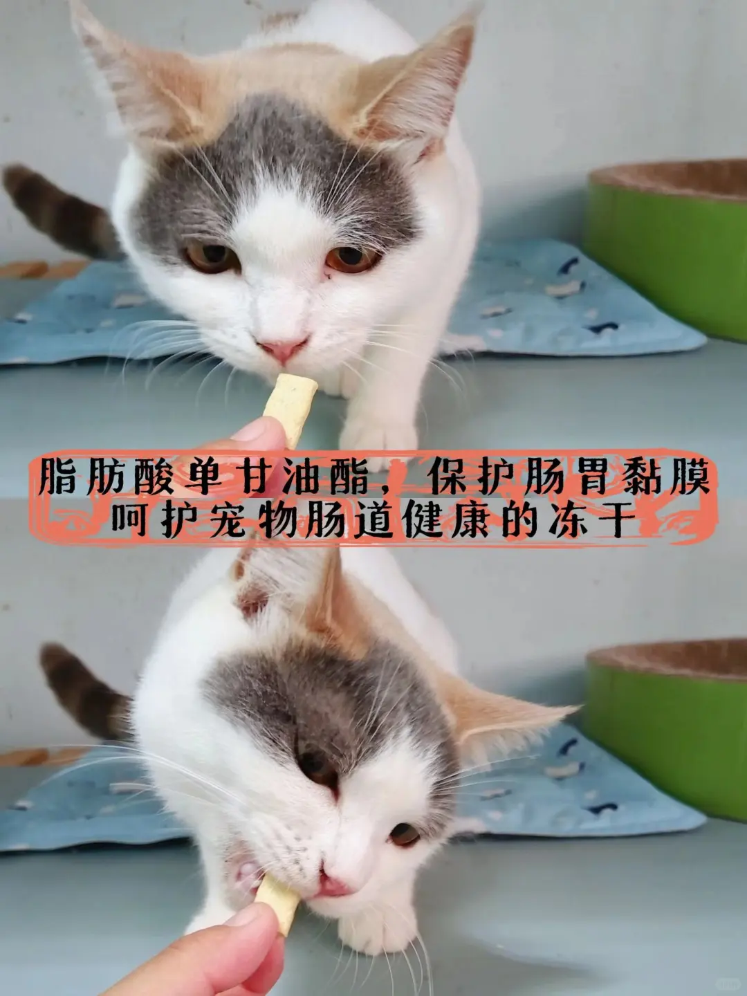 分享一下这个全价冻干！可以呵护肠胃哦！