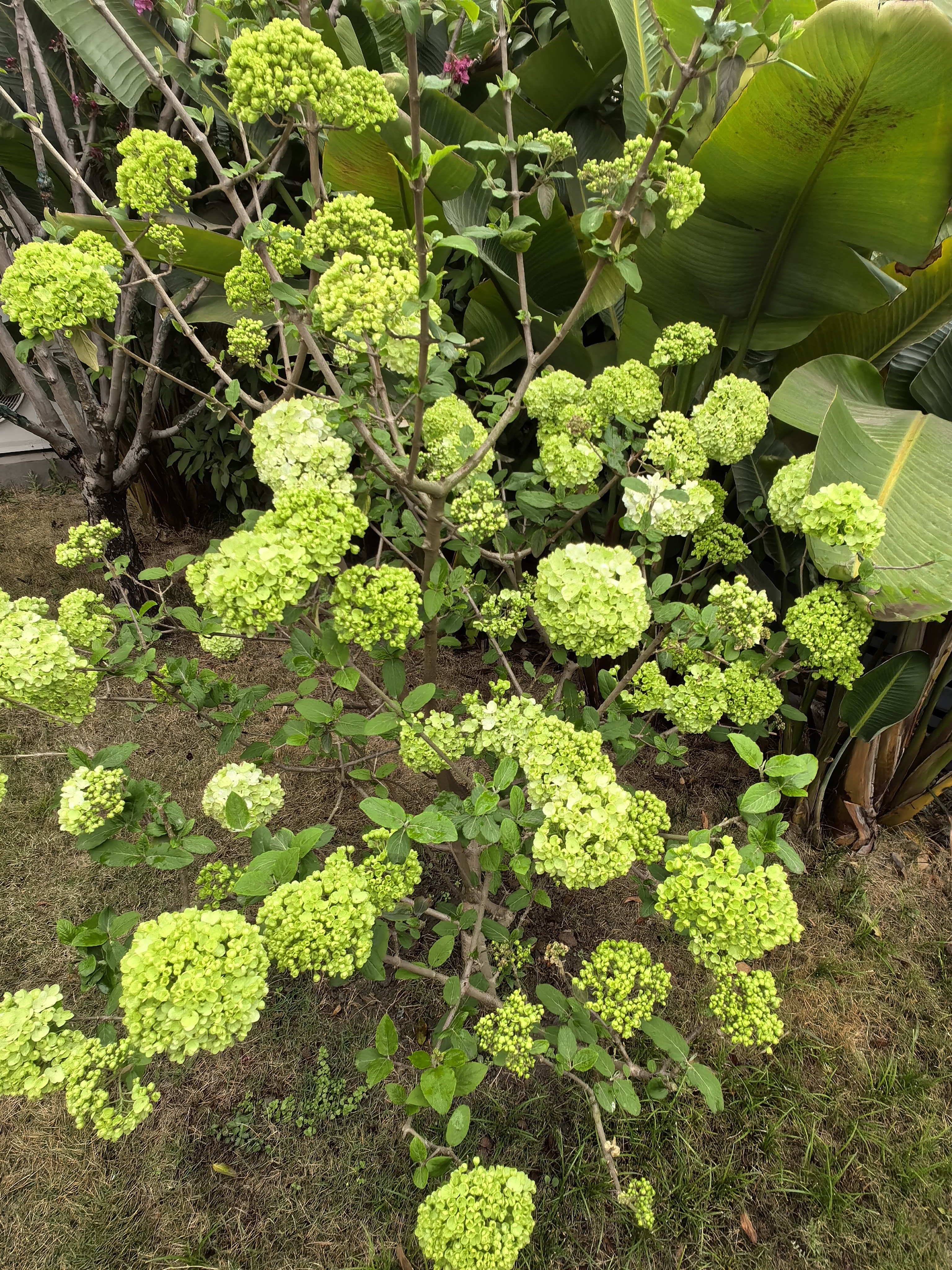 春天来了，北美海棠去年还是大红色，今年就变成玫红色了。