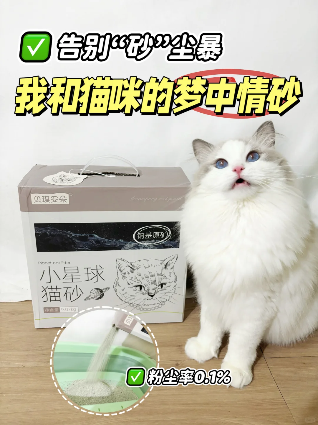 告别“砂”尘暴｜我和猫咪的梦中情砂