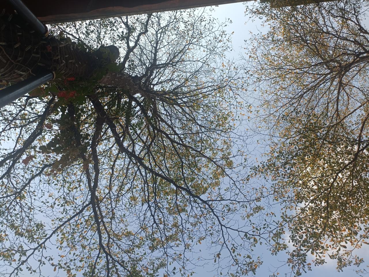 繁枝高拂九霄霜，
荫屋常生夏日凉。
叶落每横千亩田，
花开曾作六朝香。