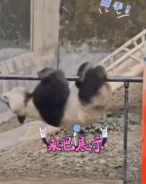 熊猫🐼也挺会玩啊，据说它也挺凶的？老虎也不敢把它怎么样吗？