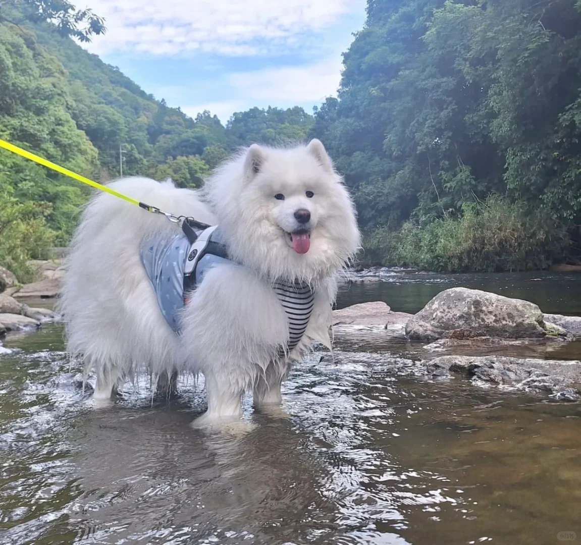 别的耶耶游山玩水像个白富美，我家呼呼大睡