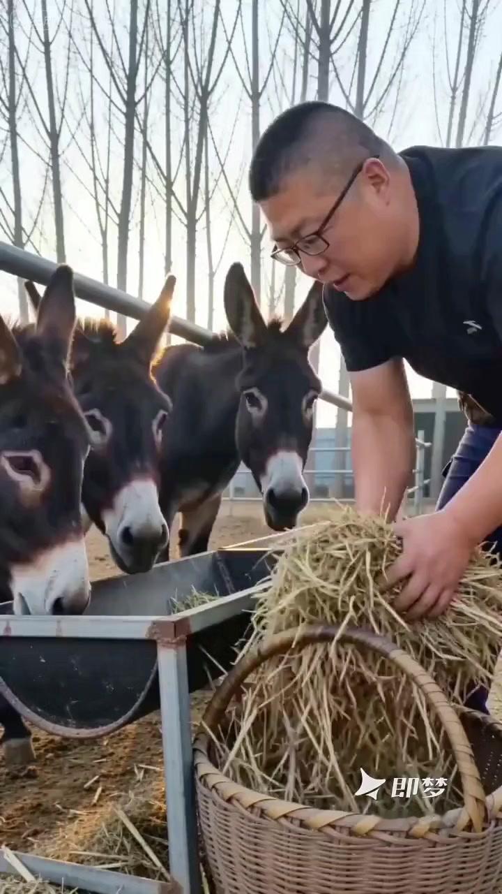 要是一开始就给精料，这些“小祖宗”就会挑嘴，以后只吃精料不吃草可就麻烦了。正确的