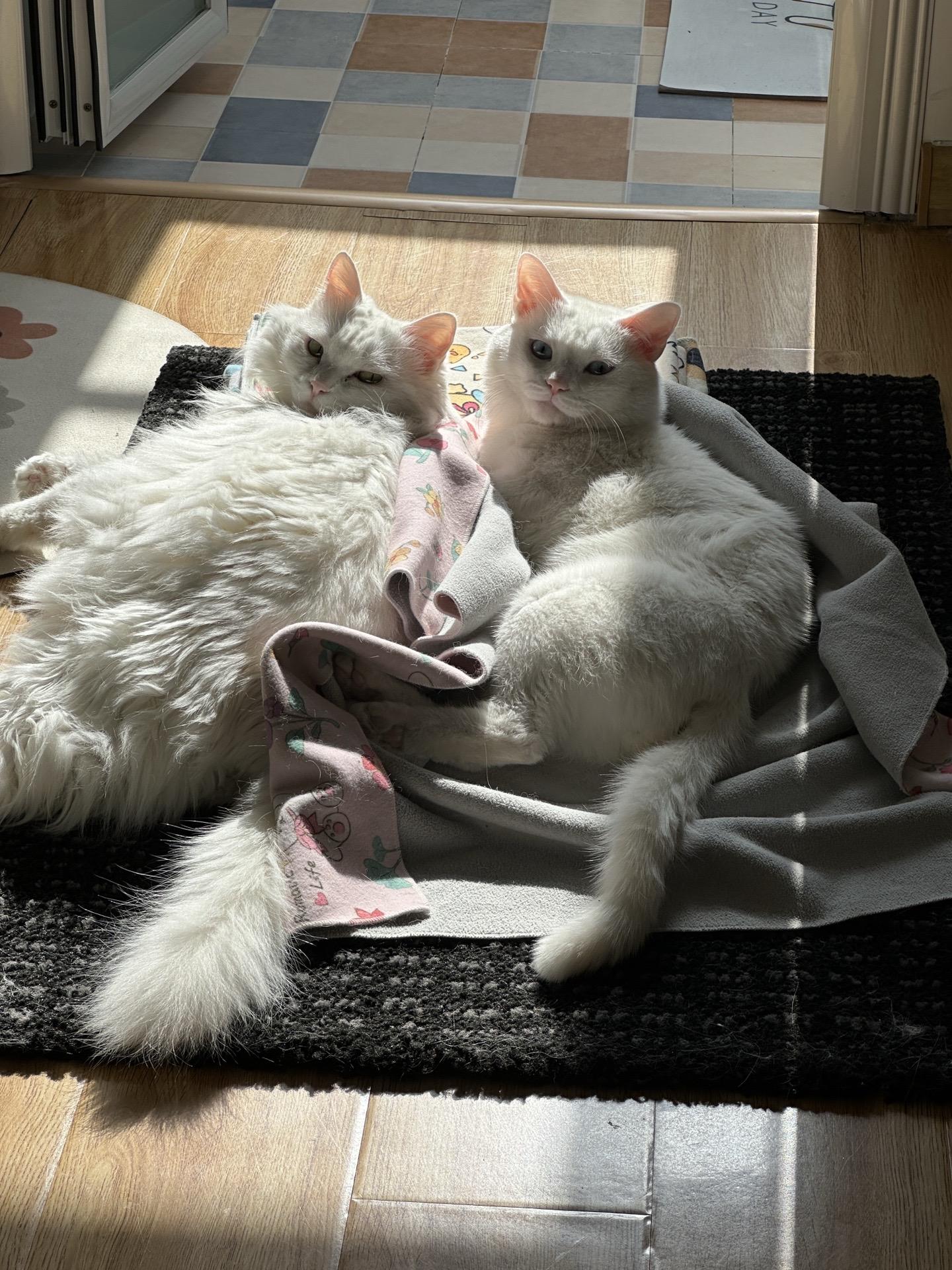 它俩能在一块拍照太难了。感谢今天的好天气