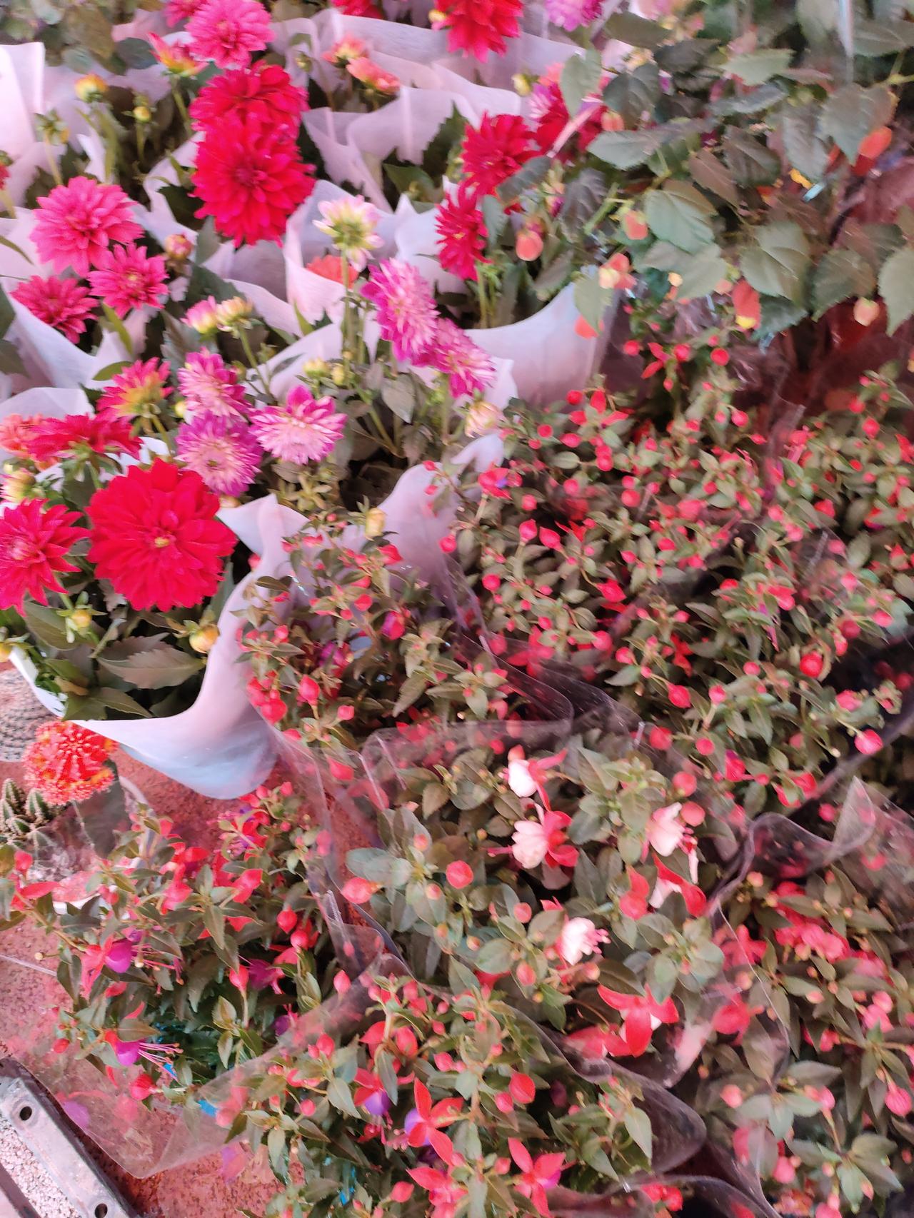 人间烟火气，最抚凡人心。
把春天的热闹搬进怀里，
红的热烈，粉的温柔，
每一朵都